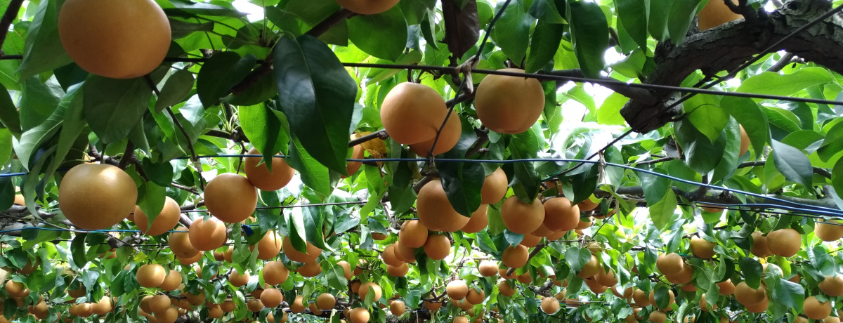 �s�S����1���ԂŋC�y�ɑ̌��I��ʁu�����R�̗����v