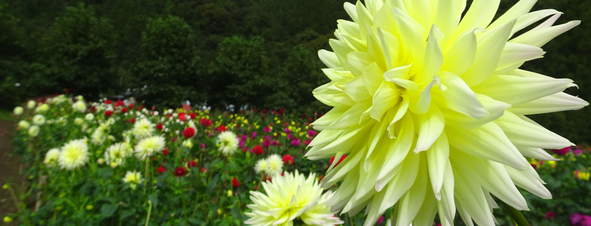 lC̊όnEɃ_A炫Iu_R[ Ԃ̋ _Av