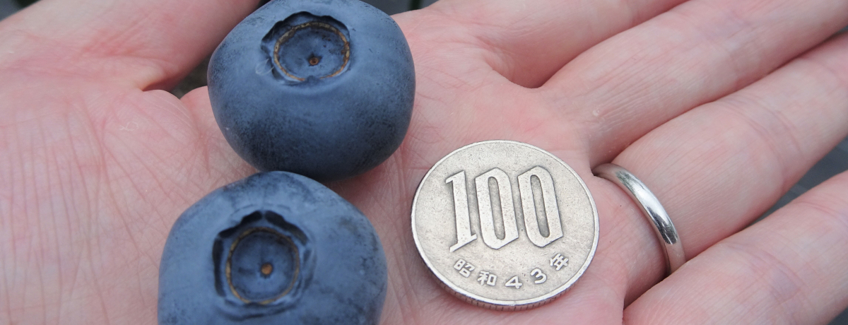 dݑI2ԐHוIȖ؁ũu[x[̔_v