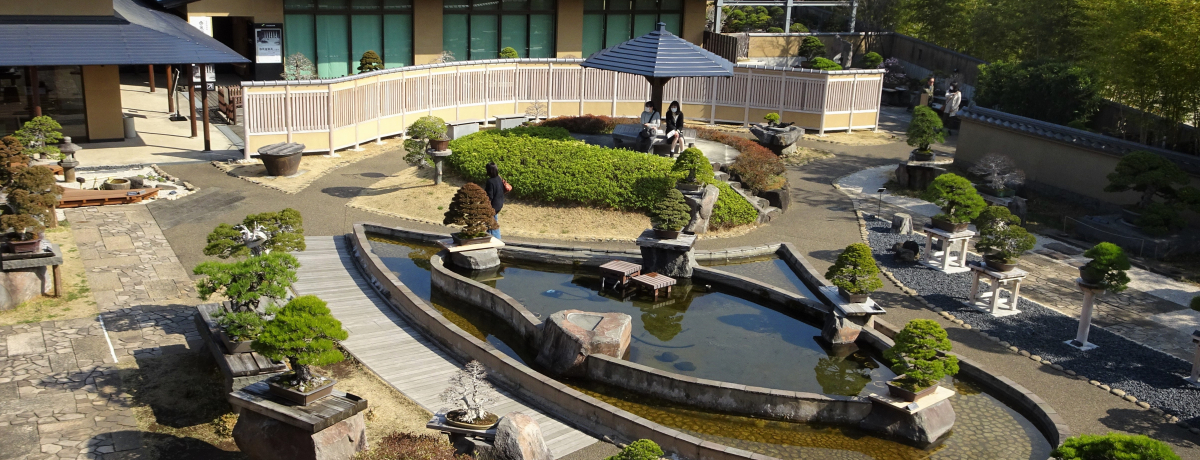 ẼZuځwBonsaix{~͑Ŗ~́E喞iI