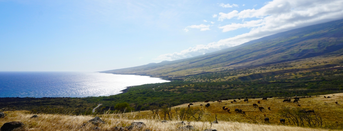 �m��ꂴ�鐢�E�ցI�}�E�C���u�V���̃n�i�v���P�����悤