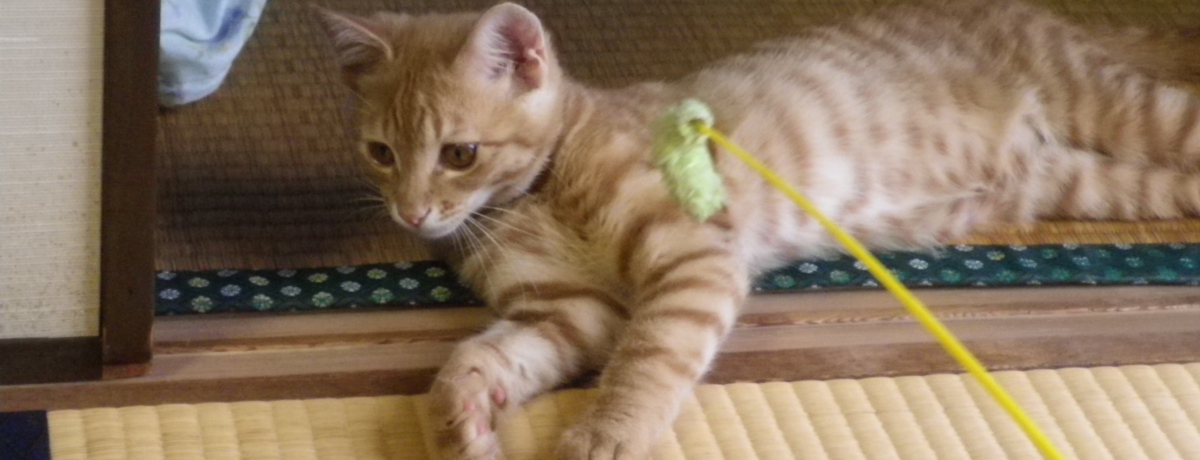 �L�ƐG�ꍇ���鉷��h�I�É��E�F�����u�C�����v�֍s����