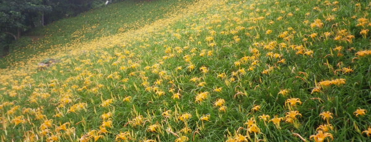 ڂƌŖ키ujԁvɍsIpE䒆