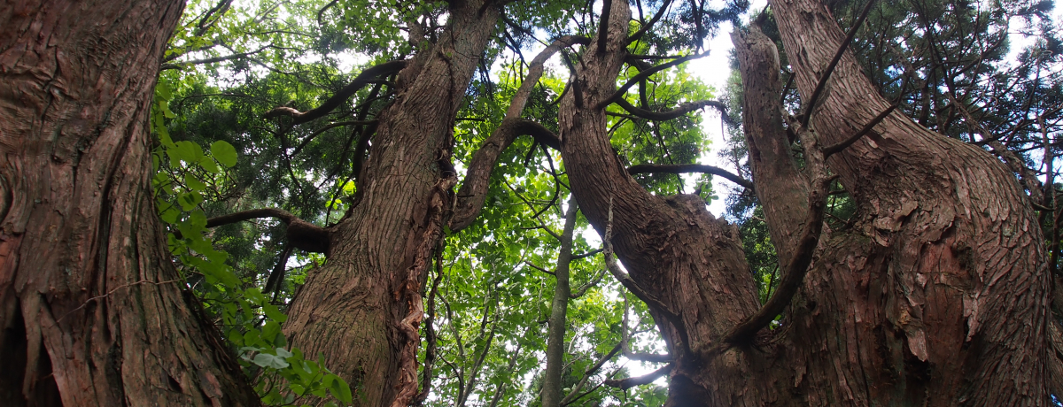 vɂȂÂ̐_邪R`ɁIˑ򑺁uz̐Xv