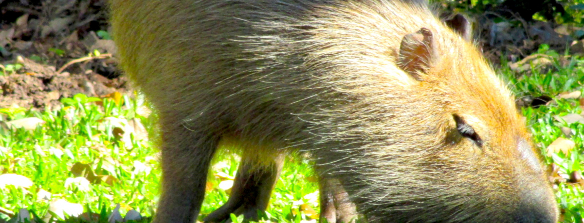 �C�x�������̎��R�Ƌ����I�A���[���`���w�C���y�E���b�W�x