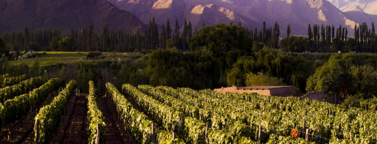 �������Z�I���E�ō��n�̃��C���Y�n�E�A���[���`���g�R�����h