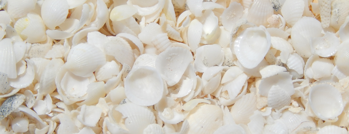 ̐EYuV[NpvLk̃VFr[`ƐEŌÂ̐̐nI