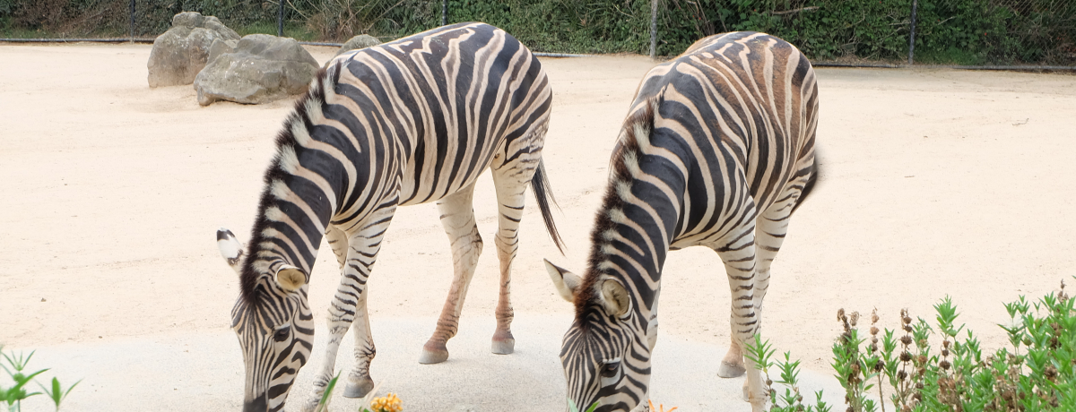 �g�����ł̃A�N�Z�X���֗��I�u�����{�����������v�̓I�[�X�g�����A�ŌÂ̓�����