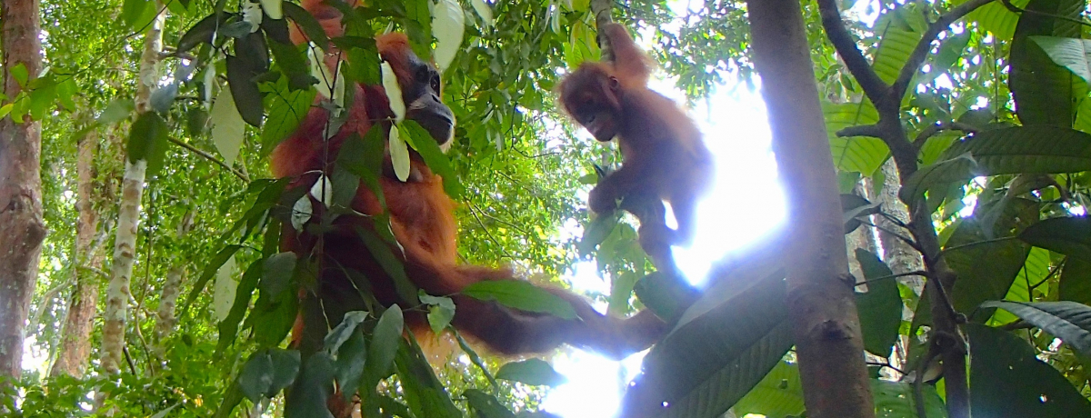 �C���h�l�V�A�̎��R��Y�g���b�L���O�`�X�̏Z�l�u�I�����E�[�^���v�ɏo����`