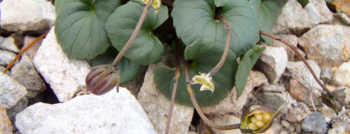 �k�C���̐��E��Y�I�m���A�R�g���b�L���O�́u���E�ɂЂƂv�Ȗ��͂����ځI