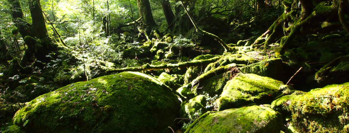 ���{�S���R�u�{�V�Y�x�v�g���b�L���O�Ǝ��R��Y�n�C���C�g�I