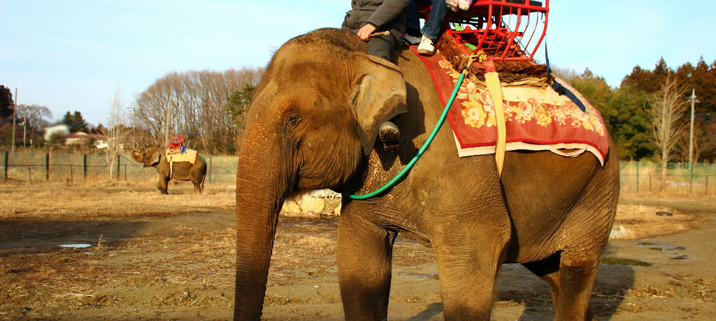 �ۂɏ���ėV�ׂ��Ⴄ�]�E�I�w�ߐ{���[���h�����L�[�p�[�N�x