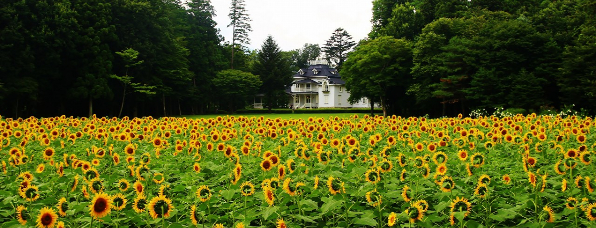 �Ђ܂��Ɨm�ق̃R���{�������I�ߐ{�����s�u�����̐X�v�n���i�K�[�f��