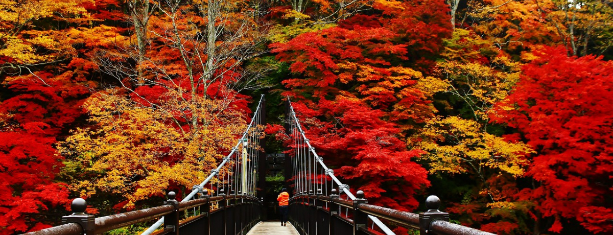 ��i�g�t�̎B�e�X�|�b�g�I�ߐ{��������u�g�݂̒苴�v������