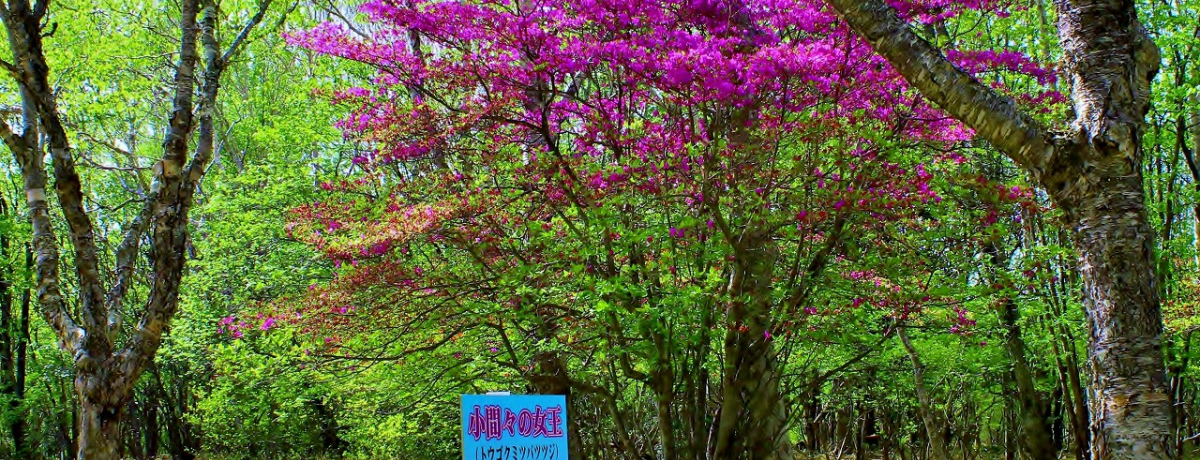 �Ȗ؃c�c�W�̖����u���������v���ԁX�̏����Ɣ����̋M�w�l�ɏo����