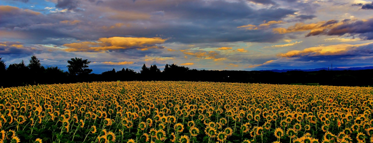 ��i�I�ߐ{�A����o�b�N�ɍ炭200���{�̂Ђ܂�肪����