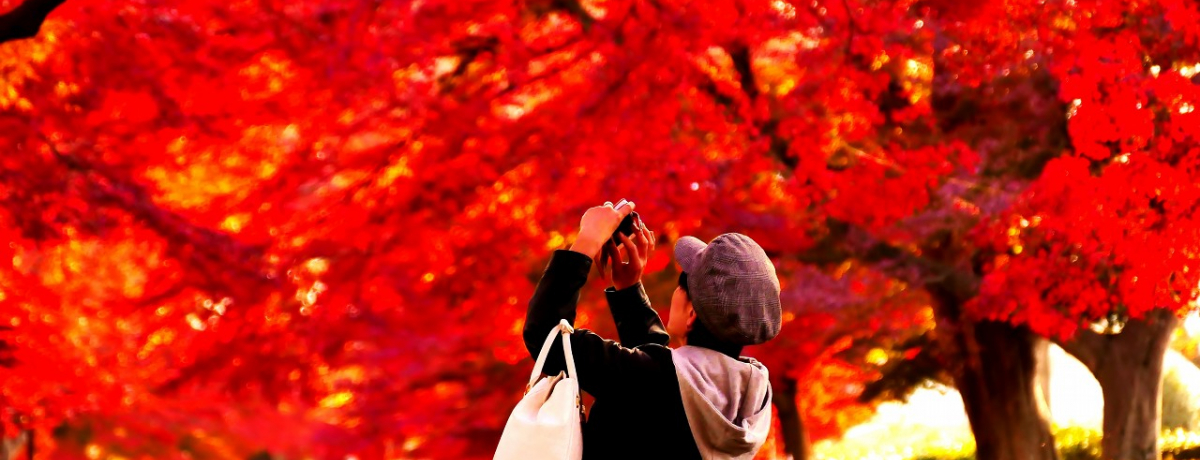 �ߐ{�����̔ӏH���ʂ�u��R�����̍g�t�g���l���v�͌������Ȃ��I