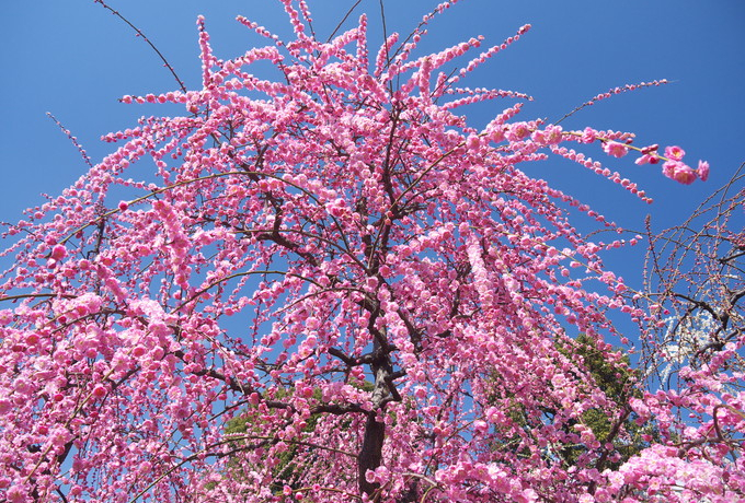 ���؈�ࣂƂ������t���҂�����I���s���{�̂�����~