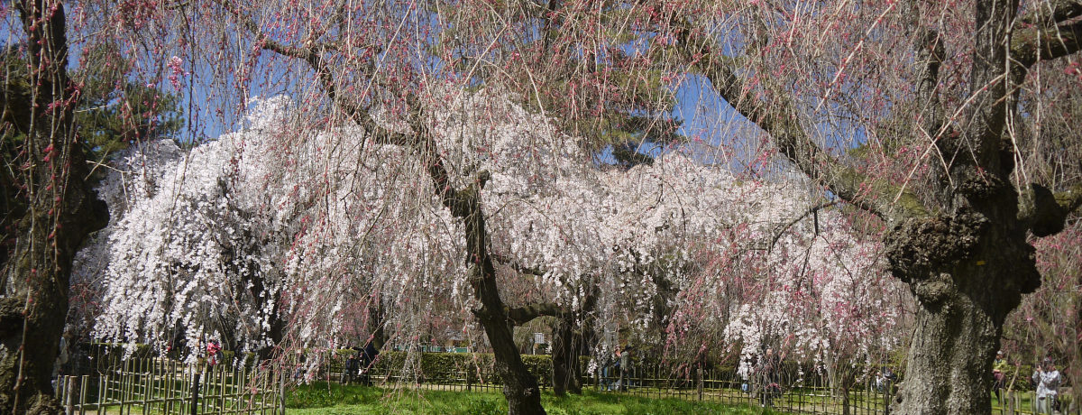 s̖̍JłȂus䉑߉q@Ձv̂I