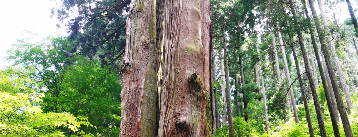 ���{�ŋ��N���X�̃p���[�X�|�b�g�I��錧�����s�u���_�Ёv�Ńp���[�`���[�W�I