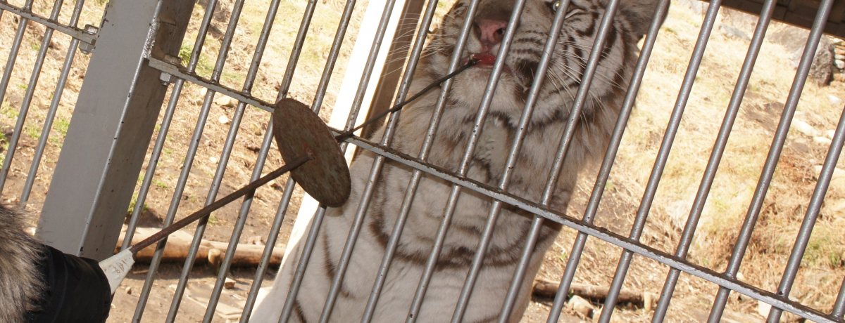 �z���C�g�^�C�K�[�ɑ勻���I�I�ɓ��A�j�}���L���O�_��