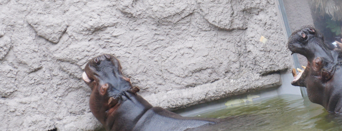 ӂꂠ][MIxmTt@p[Ny4̃|Cg