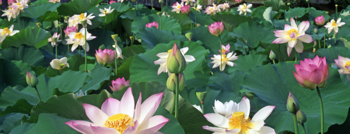 Ă̋sERuVv͘@̉Ԃƒ뉀̐[΂KI