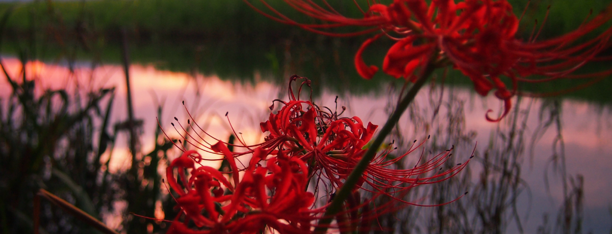 [iH̔ފ݉ԁI򕌌{su₷炬̗сv