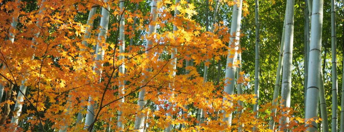 |ƍgt̃R{͕KIs|̎un@vn[g̑ɂ