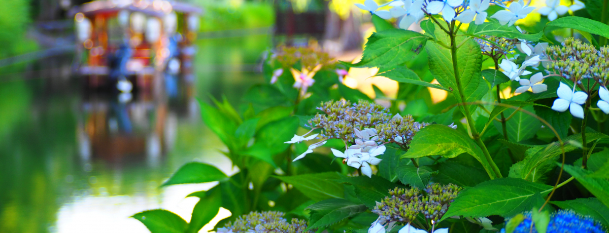 �𑠂�\�ΏM���I�΂Ǝ��z�Ԃ����������s�E�����F����h��