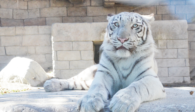 �������V���n�̍ŋ��R���r�I�������������i��ʌ��j�Ŋۈ���y������