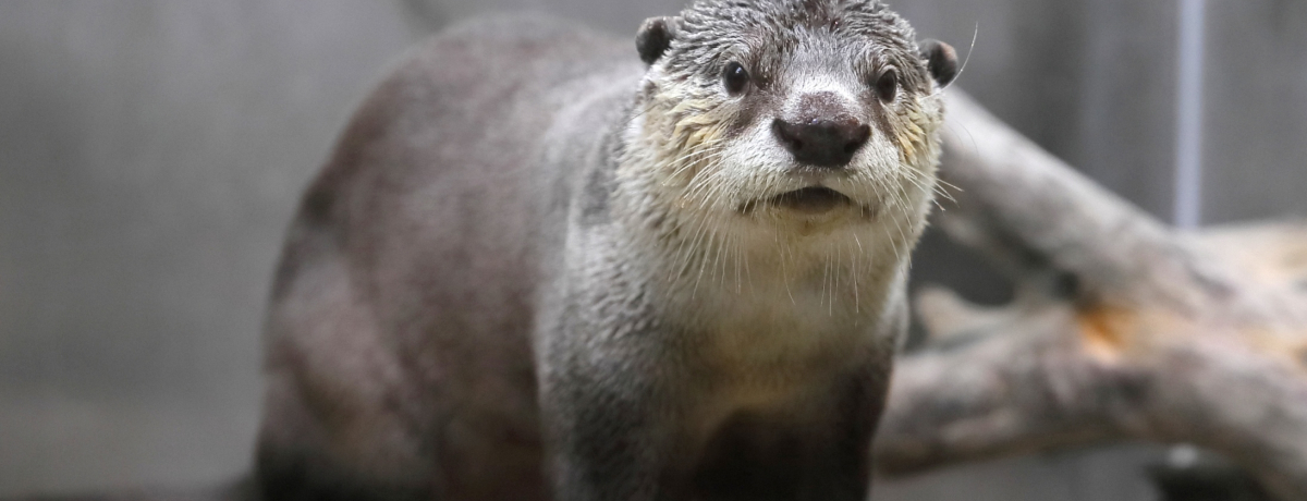 �̌��^�v���O�������[���I�u��䂤�݂̓m�����فv�ŊC�̂������̂ɋ}�ڋ߁I