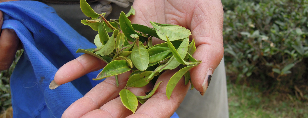 ���ꂼ���ɂ̂����I�C���h�Ŗ{���̃_�[�W�����e�B�[�𖡂키