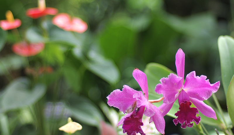 lG܁X̑f炵ԂBIuԂ̕vBeKCh