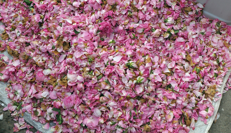 CEEYtB[뉀̒uJ[V[vyI