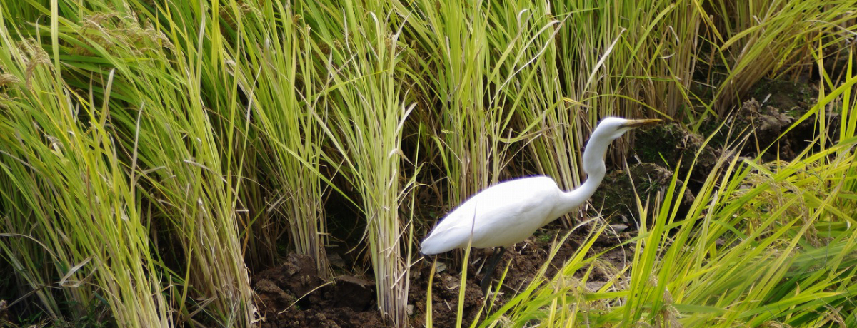 ���l�k���ɍL��Ȏ��R���I���Ƃӂ邳�Ƒ��̌i�F�����\���悤