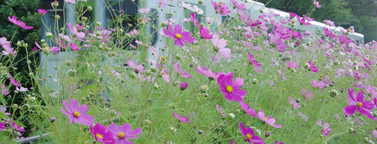 JR�ō��W���n�_�I�����x�̗Y�p�������ӎR�����̂����߃X�|�b�g