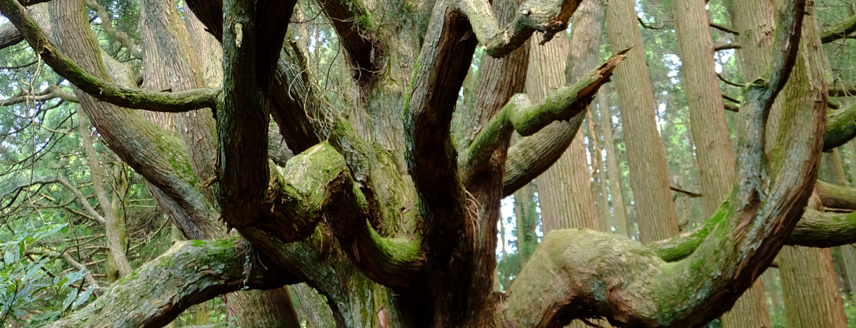 �_��I�I���|�I���݊��ɑ����̂ތF�{���h�́u���X�a�̐��v