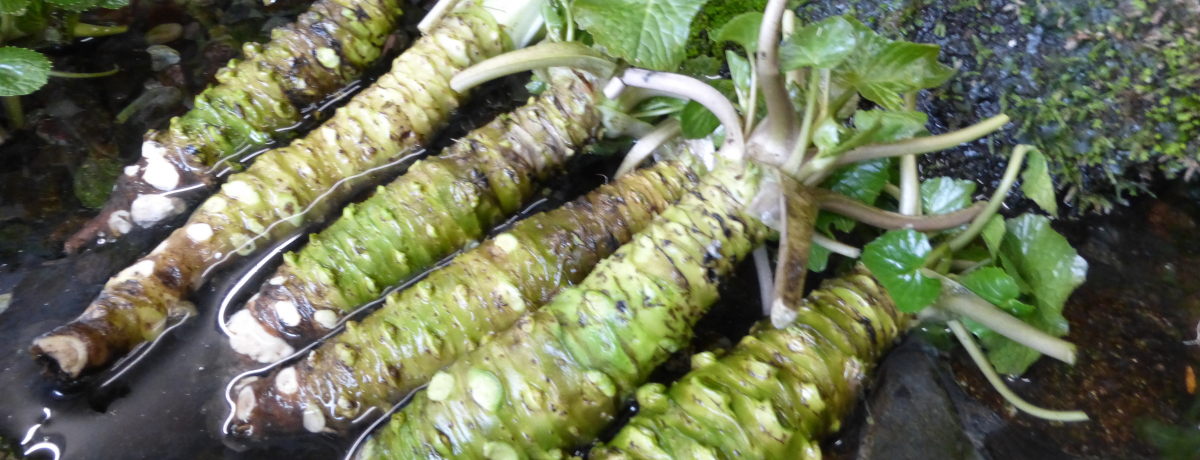 �ɓ������V��R�[�A�]���h�����郏�T�r�O�������[���h�����\���悤!