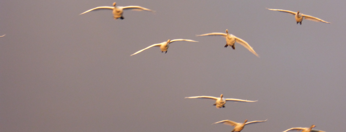 �������̔������򗈁I�����T�[�����ɂ��o�^�I�V�����u�Z�΁v