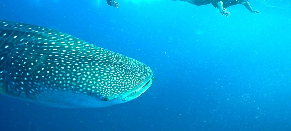 Zuœ[EIXuIVm[POœ̃WxCUƉjI