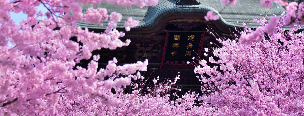 �Ós���q�̍��I�u���q�܎R���ʁv�������̍��͂܂��ɖ����̕��i�I