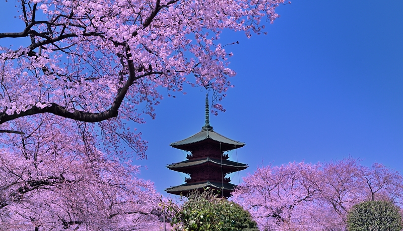 ܏dƍ̋I̖̍ur{厛vŗjƍ\悤I