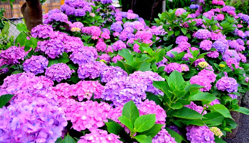 �s���L���̂��������̖����I������E���R�_�Ђ̂��������������I