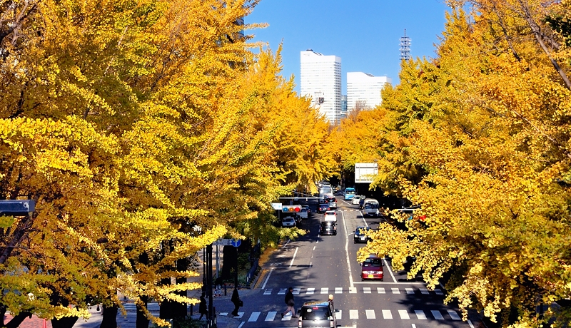 ���l�̍g�t�V�[�Y���͉����F�I�R�������ʂ�͋�ǂ̖����������I