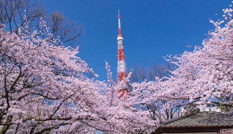 ^[ƍ̃R{Iu㎛vŁg炵h𖞋i悤I