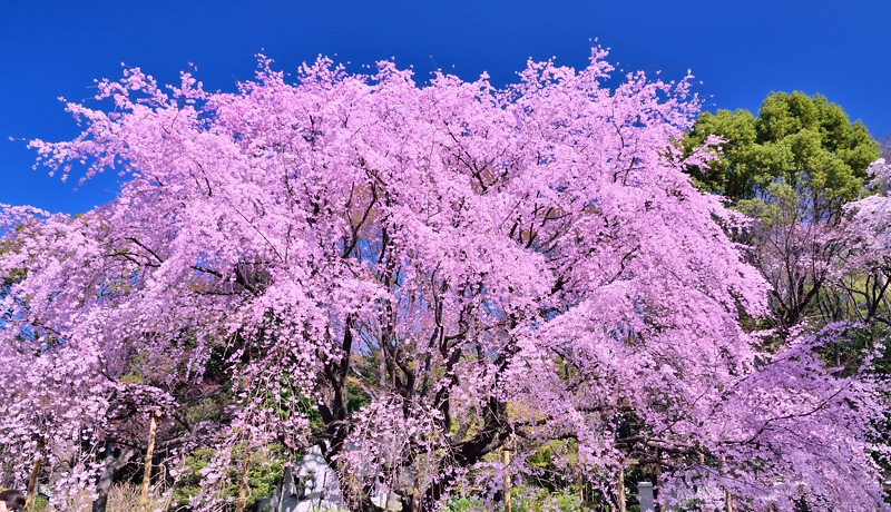 �Z�`���̍��������I���j����뉀�œ�������̂�������𖡂킢�s�������I