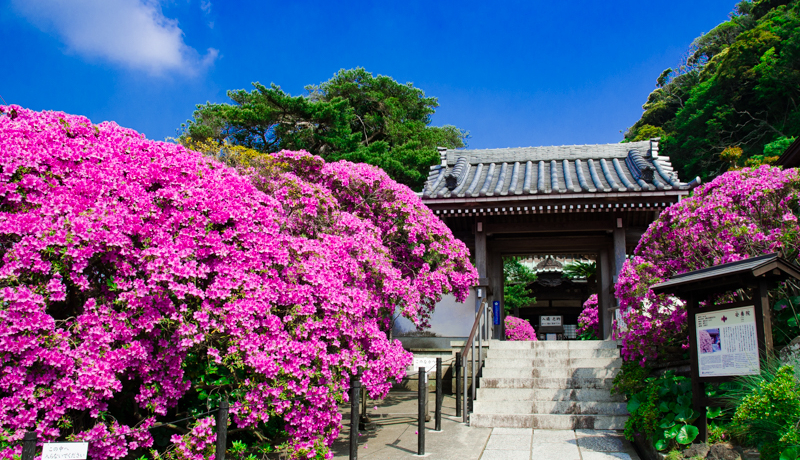 ���q��́g���̖����h�I�u���{�@�v�ɍ炭�N�₩�ȁg�I�I�����T�L�c�c�W�h�������I