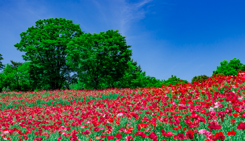 aLÓuV[[|s[vIs̉Ԃ̖ŊyސԂnI