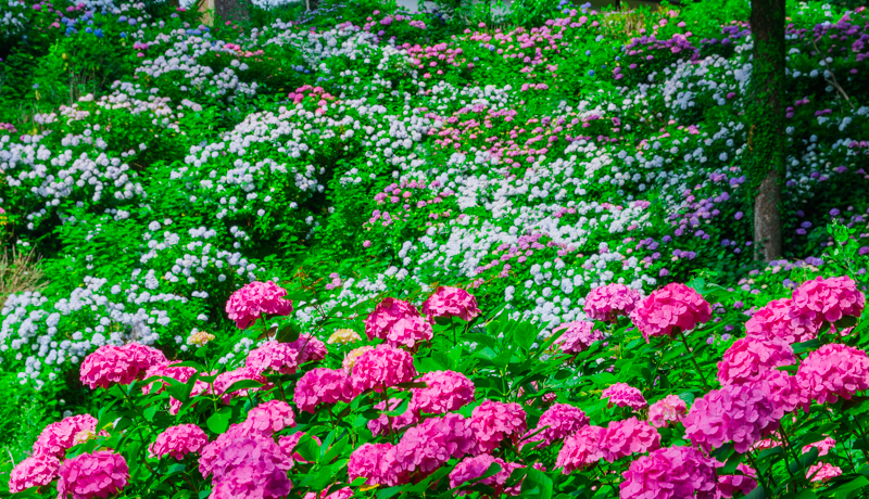 �u���c����v�͂��������̖����I�k�����䂩��̖���Ŕ~�J�̉Ԃ��y������